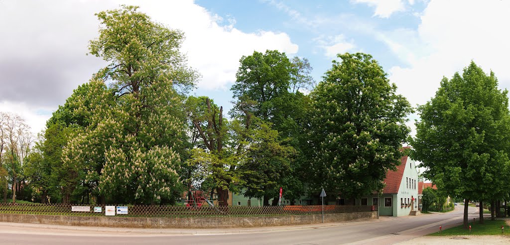 Kastanienbäume in Niedertraubling by MichaelR