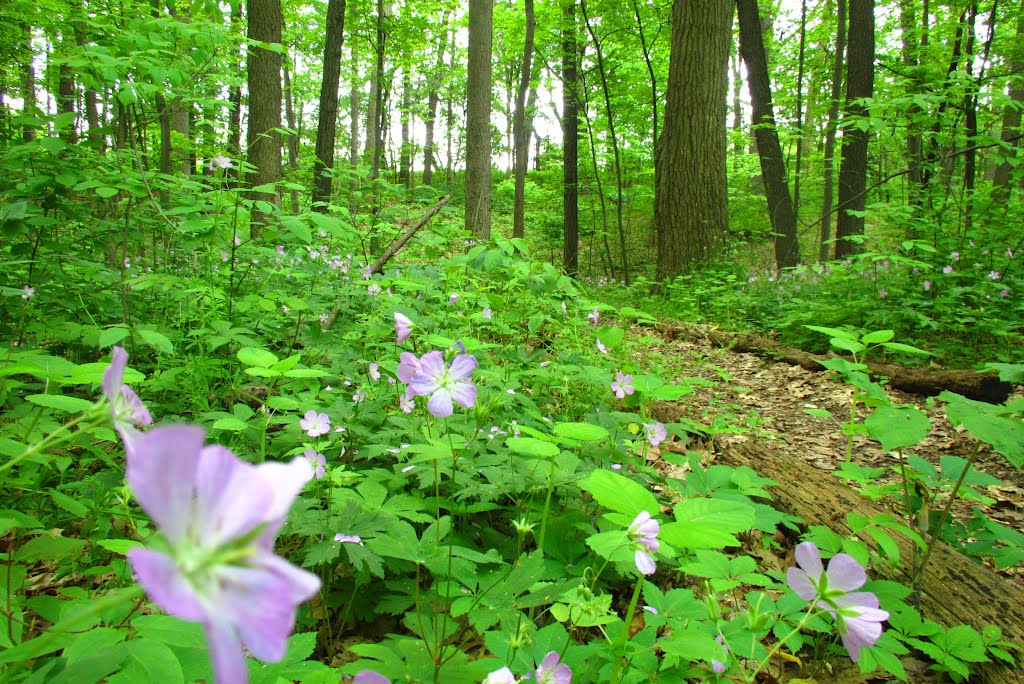 Trail in Lakewood Nature Area, Ann Arbor, MI by UnagiUnagi