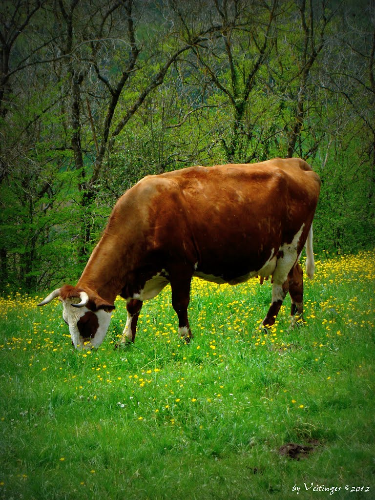 Ne Kuh auf ner saftigen Wiese by Veitinger