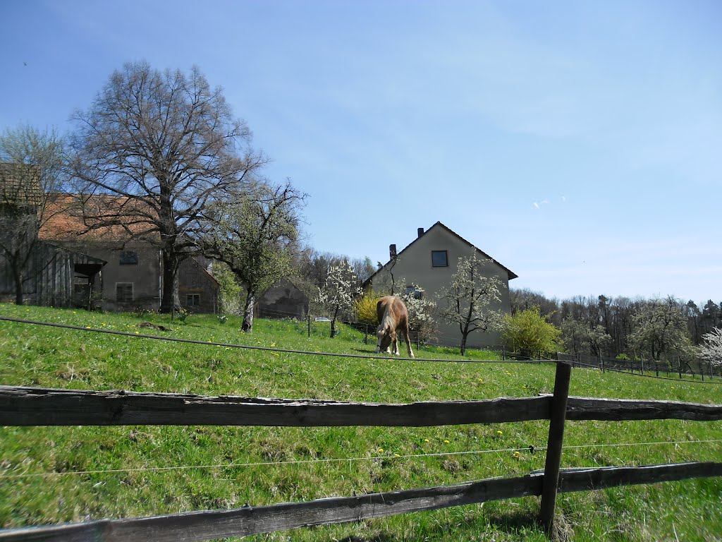 Weide Sulzbürg by Dirk L.