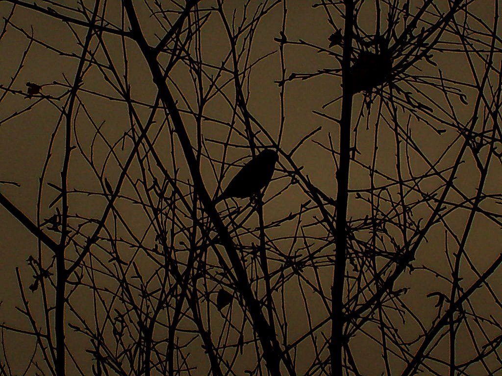 Siluetas de un arbol y un gorrión by pigro