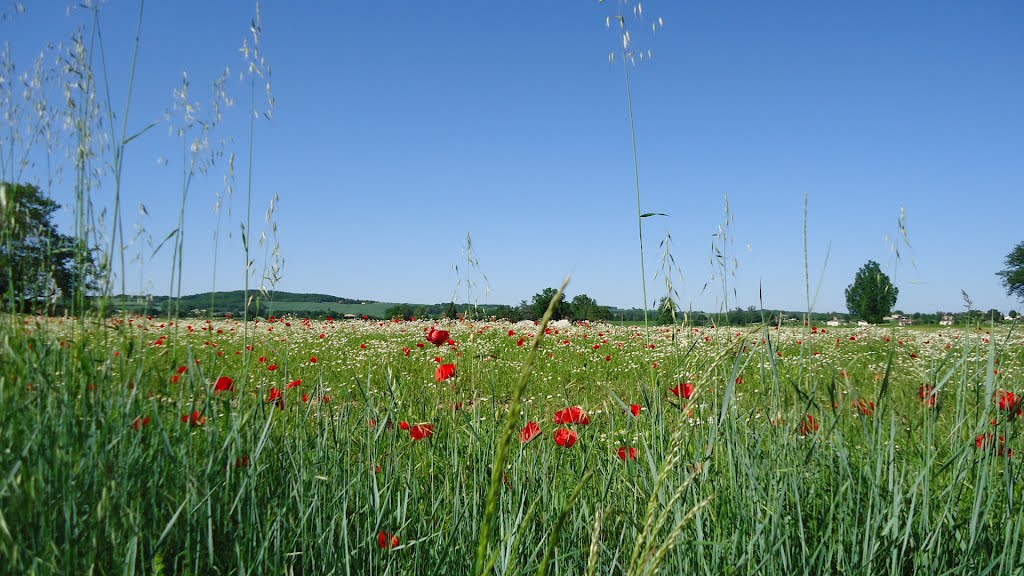 Coquelicots et graminées by mamilili