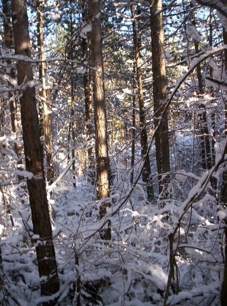 La pineta di Slope - in Winter by ▬  Mauro Antonini ▬