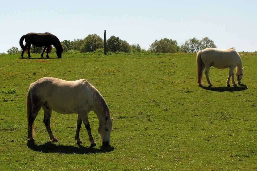 Les chevaux by fvexler