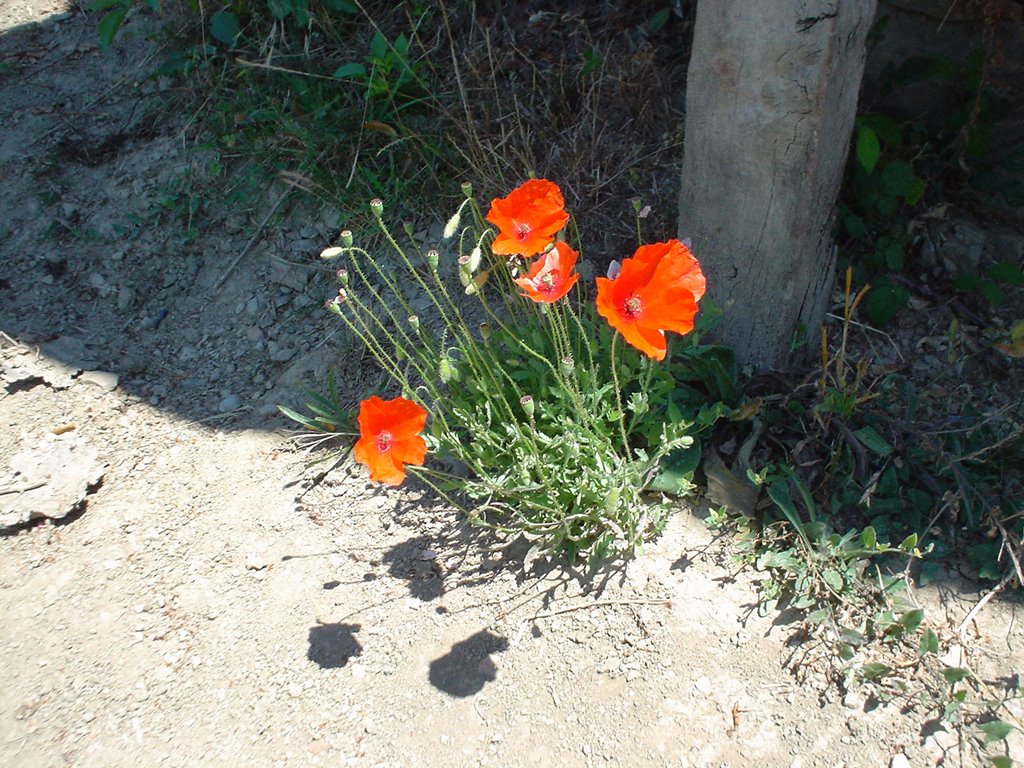 Amapolas en Prieres by jenper