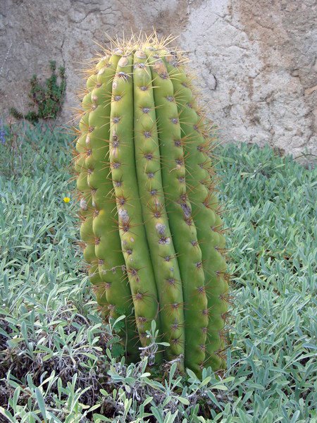 Alicante, el castillo. Cactus. by magoncan