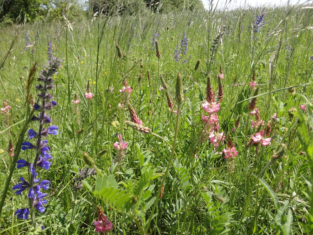 Jolies fleurs de montagne by tominy