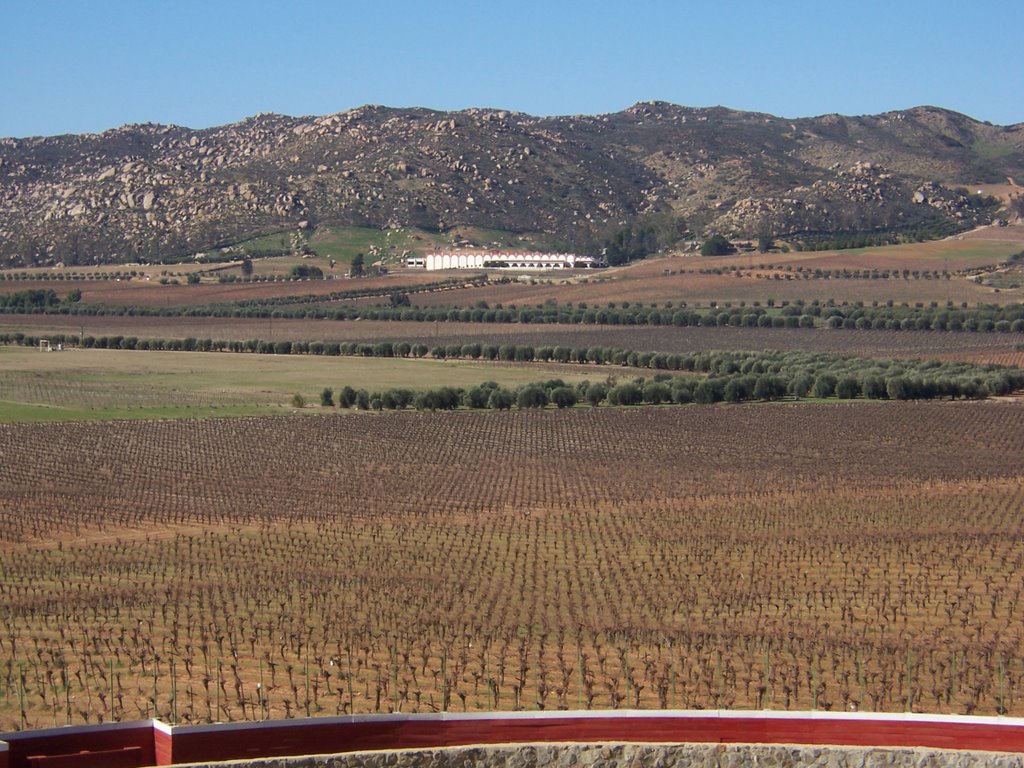 View of Guadalupe Valley from L.A. Cetto Winery by mattkl2222