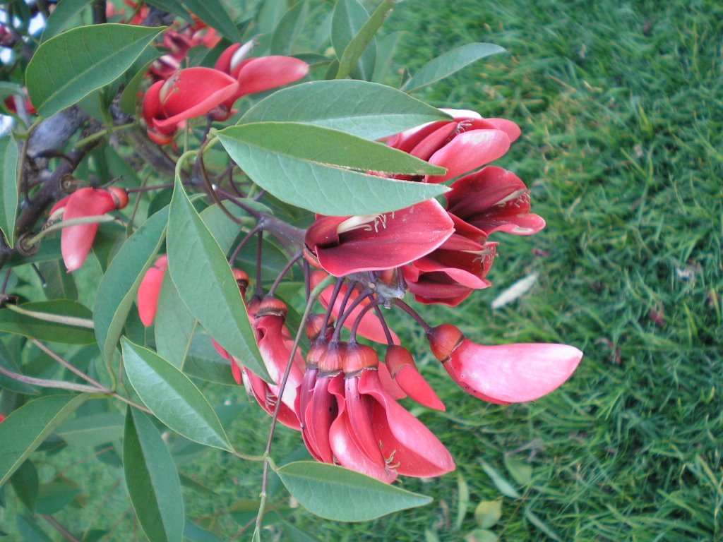 Flor del Seibo-Flor Nacional Argentina by Pedro Pinon