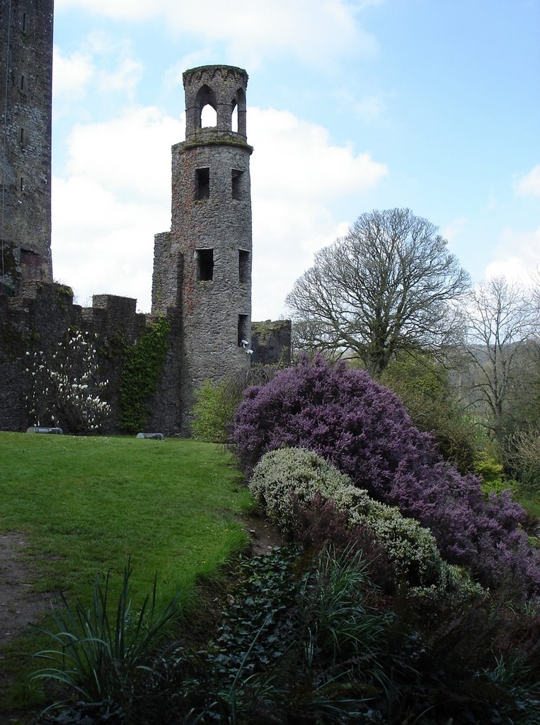 In Blarney's Shadow by Daniel Watkins