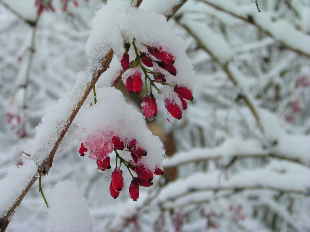 Rönnbär med snö by tXöXn