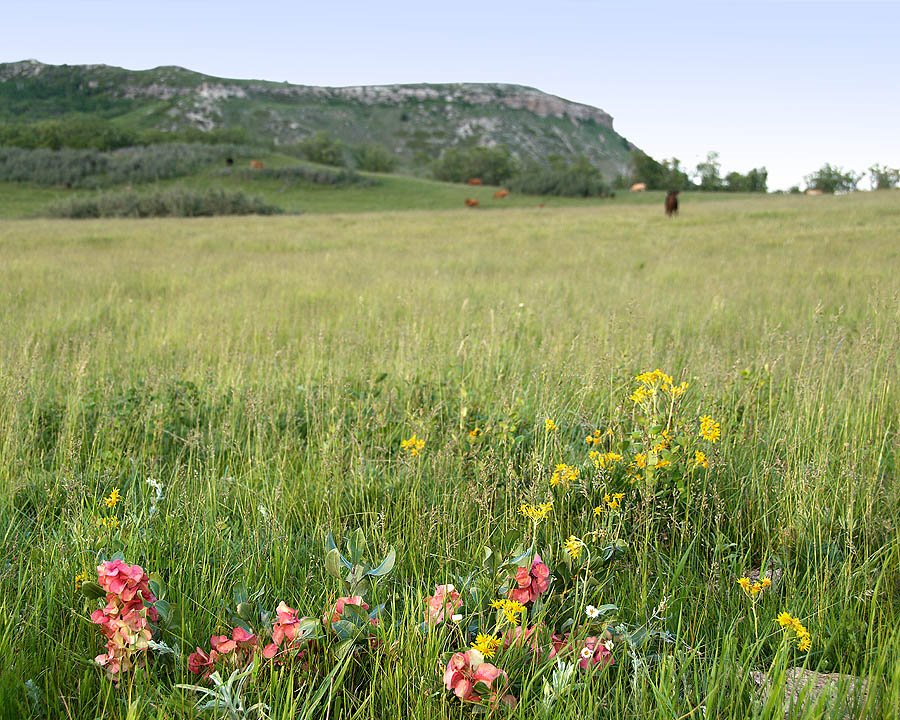 Winged Dock in bloom, SW side of Killdeer Mtns. by Jerry Blank