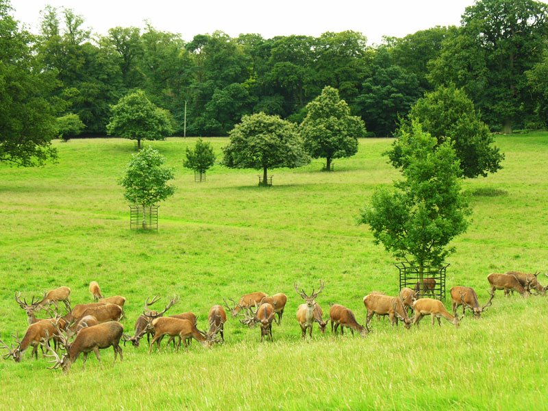 Landscape with deer by jotahoyas