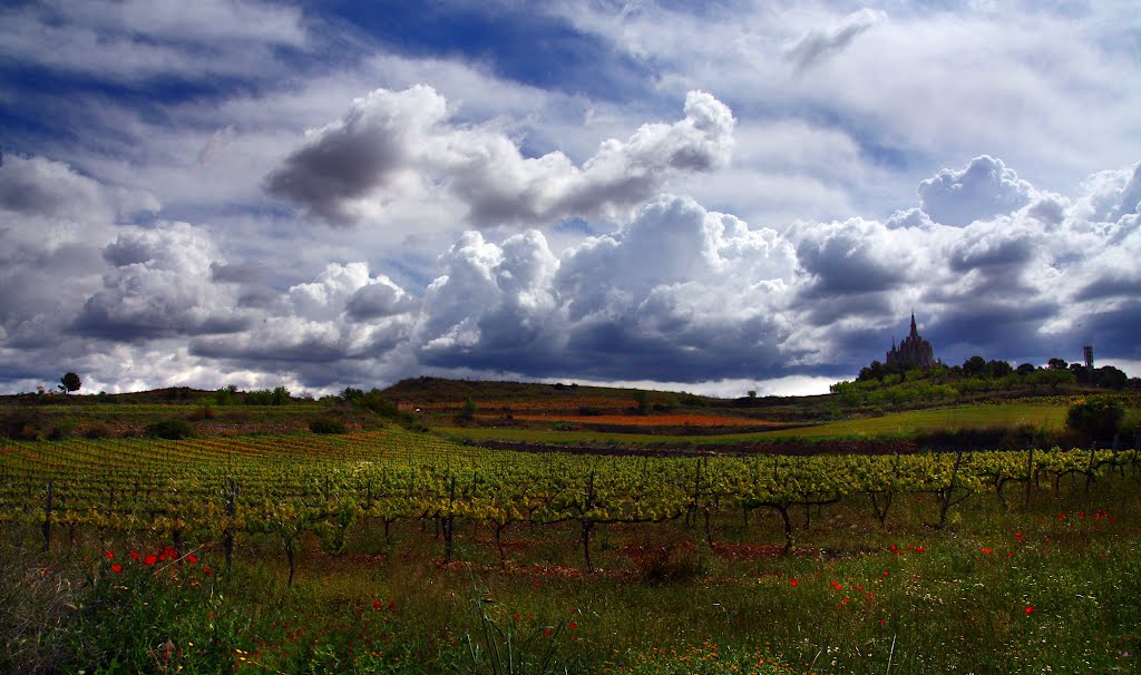 Penedes, vinyes by crismargar