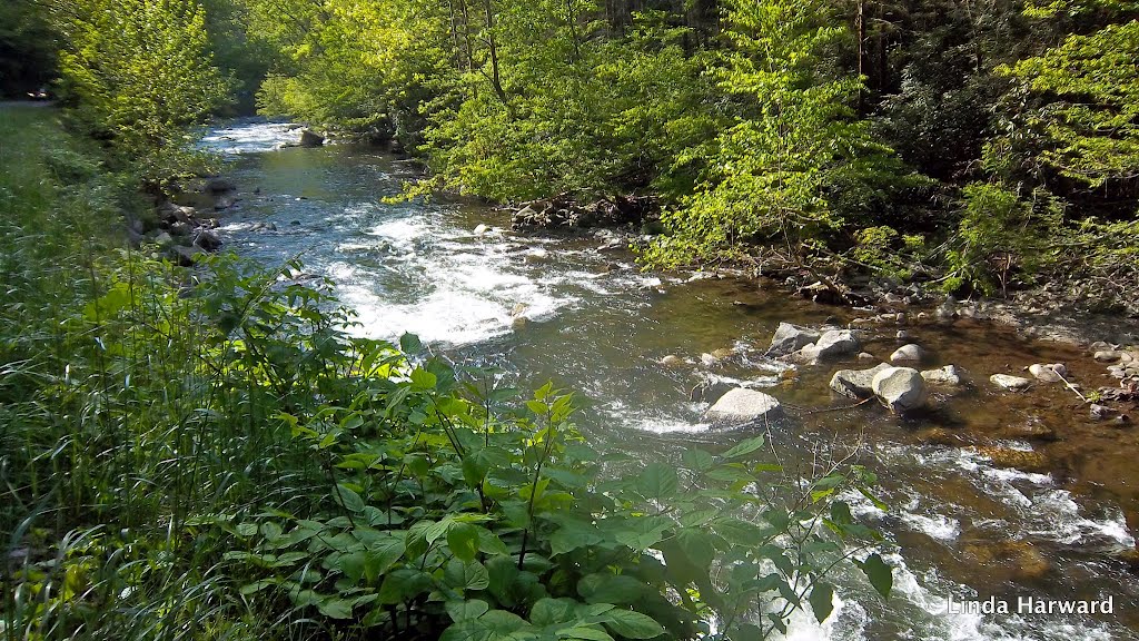 Great Smokey Mountains by Linda Harward