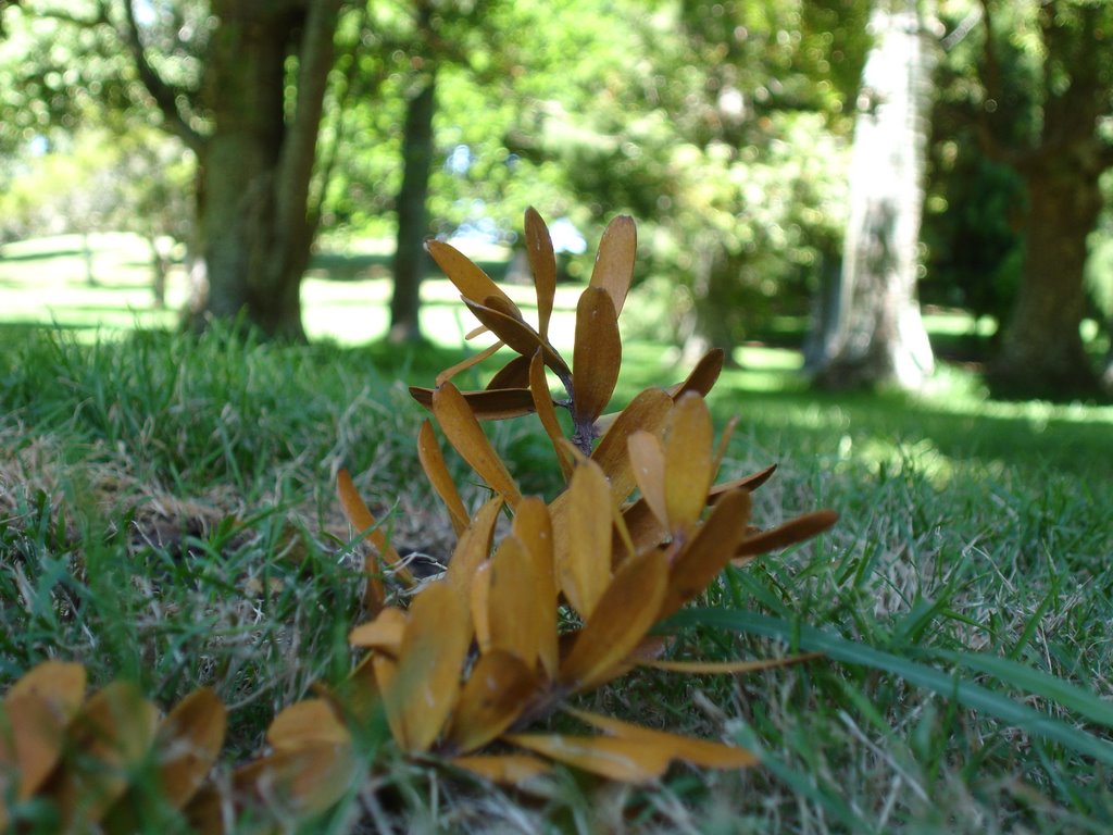 Oak leaves by StuartCannan