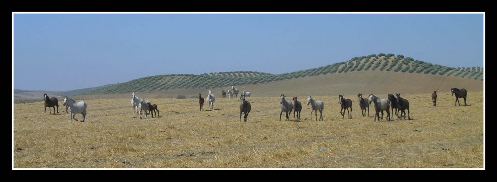 Caballos en la campiña de Montilla by Bernardo Luque