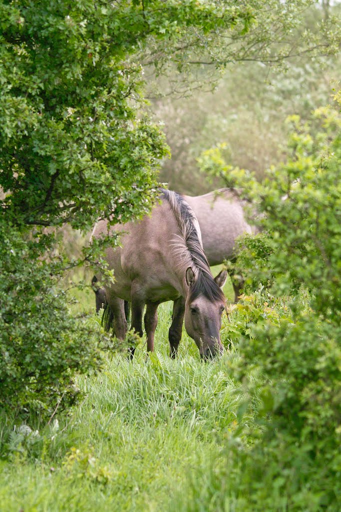 Konik - Wildpferde by audianer