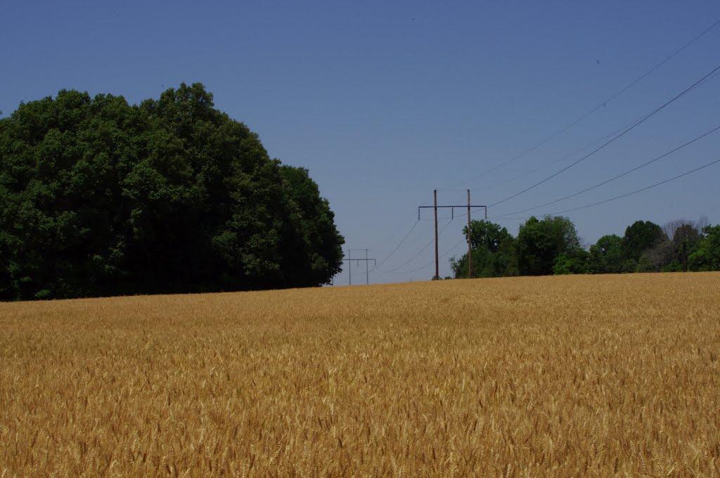 Carroll Co., TN wheat by trbf15