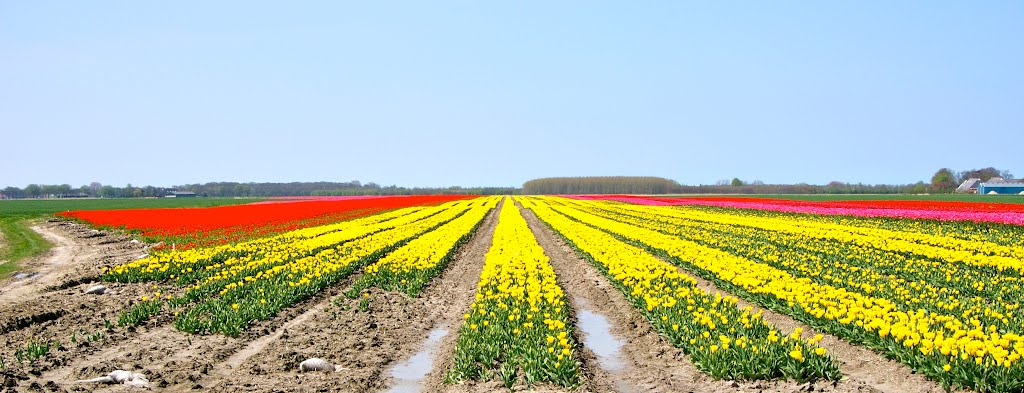 Oldenzijl, Paaptilsterweg, Bloembollen by Jan Lalkens