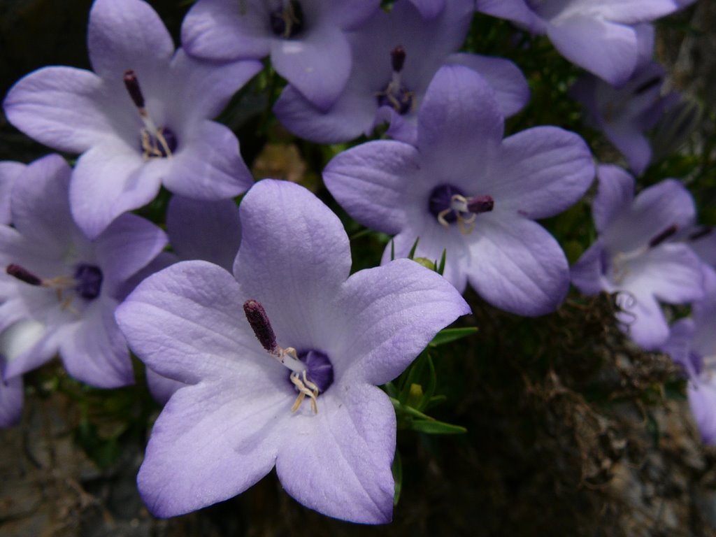 Cilento-Campanula napoletana by Sergio del Lago d'Or…