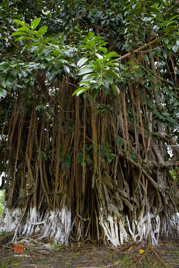 Cây Da Trước Dinh Gia Long (by Hoàng Khai Nhan) by Hoàng Khai Nhan