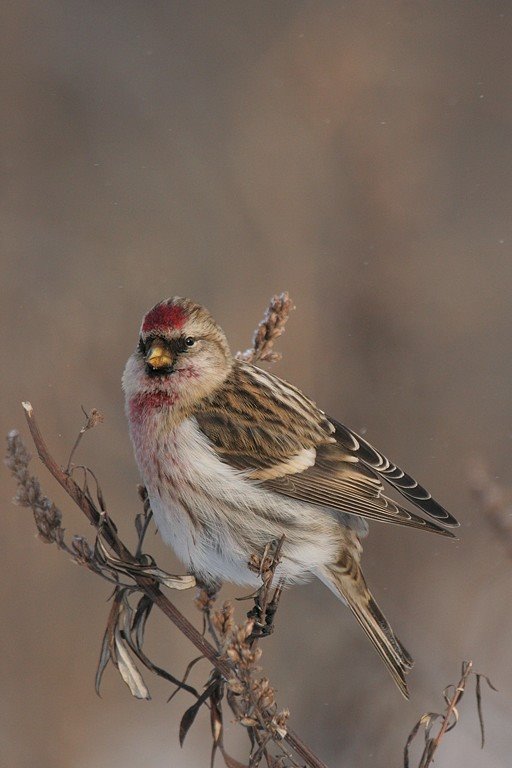 Redpoll 2008.01.05 by Sanya_S