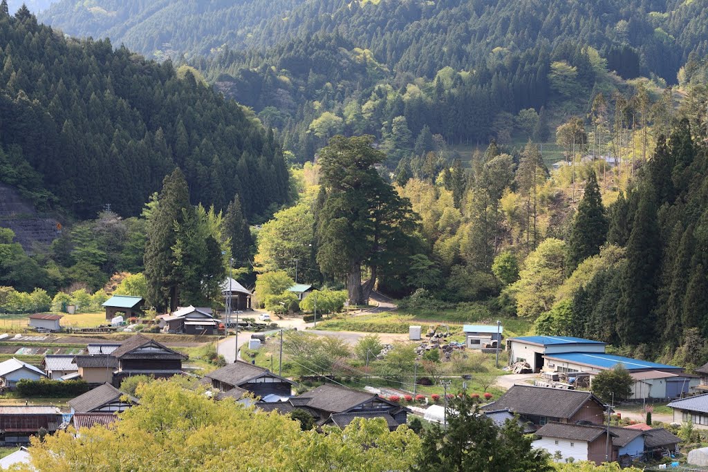 月瀬の大杉　根羽村 by imakuman