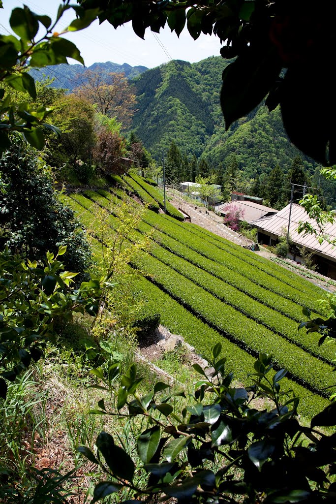 Tea plantation Nakaisamurai Tenryu village　中井侍の茶畑　天龍村 by imakuman