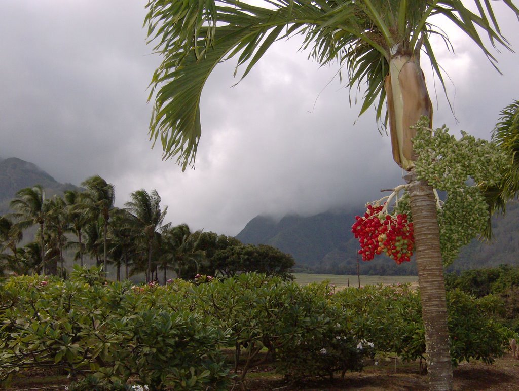 Tropical Plantation near Waikapu 26.11.07 by stevebradshaw