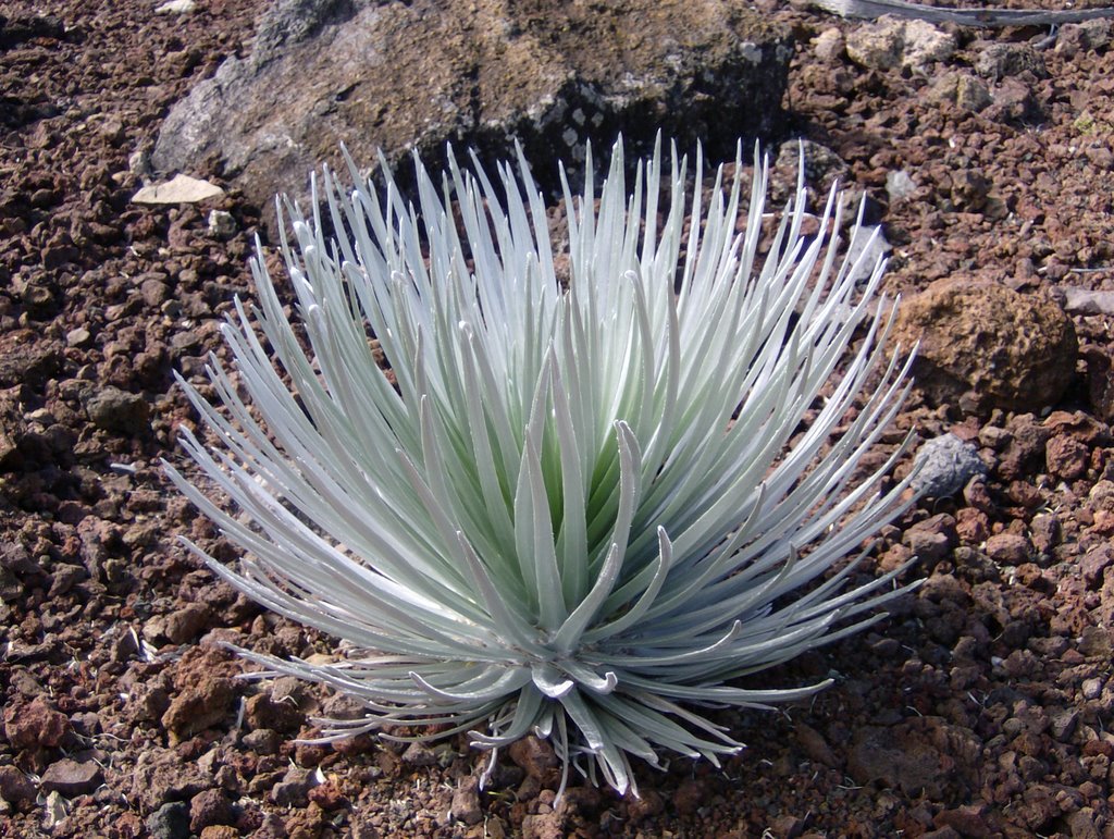 The Amazing Silver Sword Plant by stevebradshaw