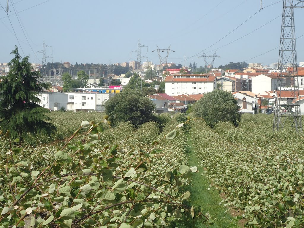 Vistas do Lado de Santa Rita by Belmiro Teixeira