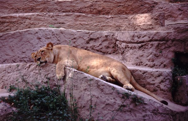 The Lion Sleeps Today by João Caetano Dias