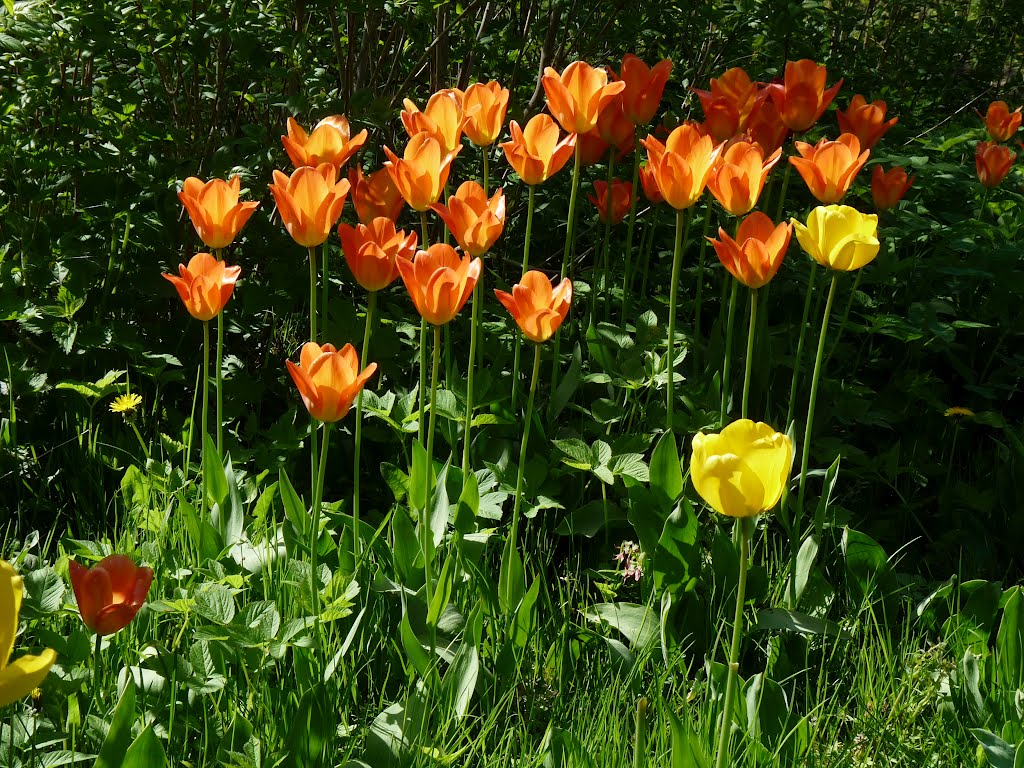 Tarvaspää,Espoo,Gallen-Kallelan Museo - Tulipany.. by Michał Kozłowski.