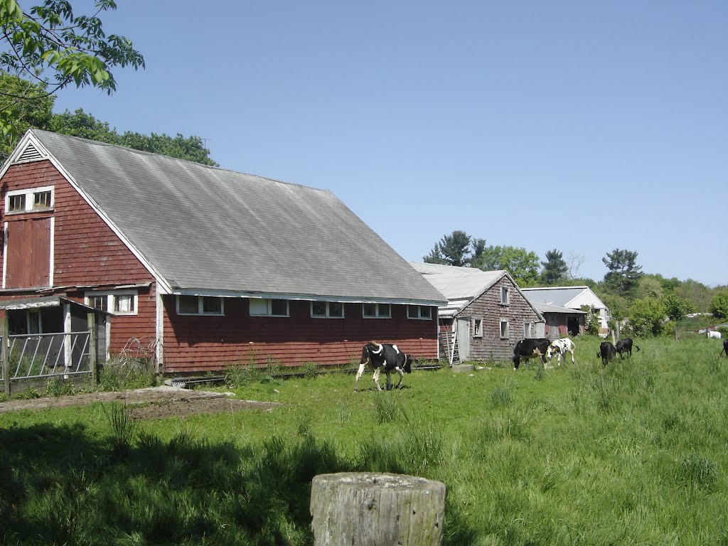 Dairy farm in West Bridgewater by chris1073