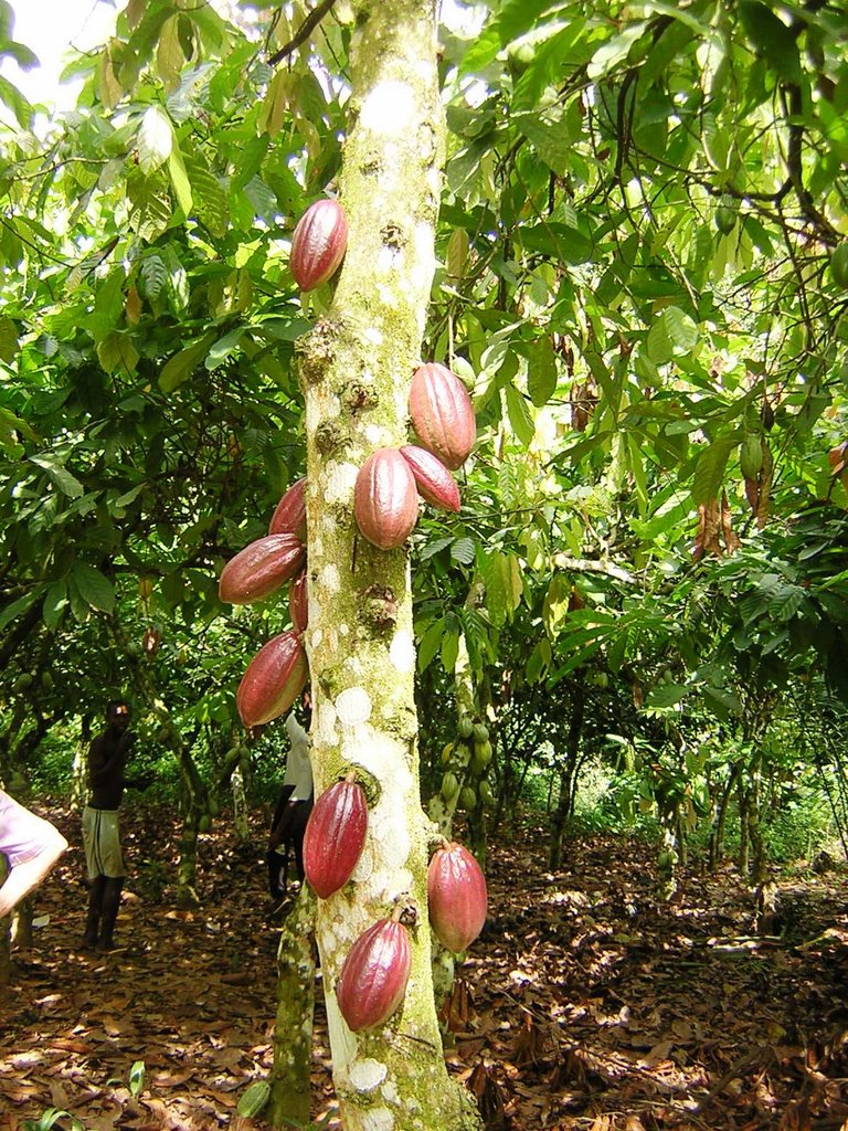 Verso Kumasi - albero del cacao by maresa maremagna