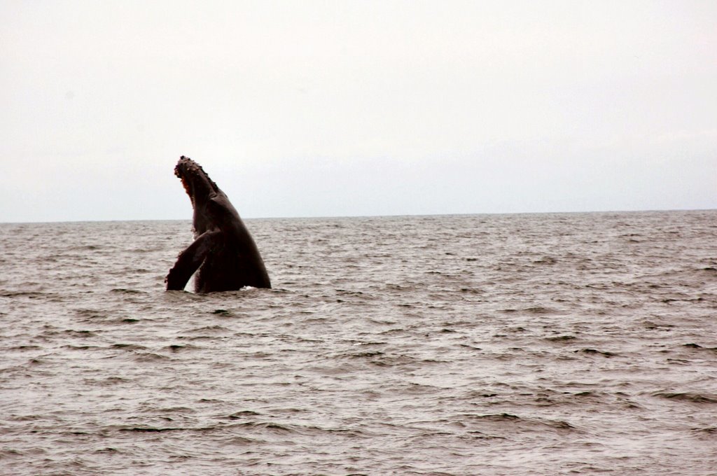 Got Him!! Whale Watching on grey day off Monterey by mariward