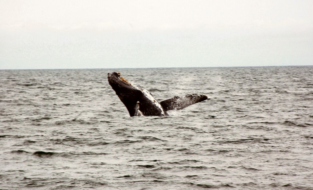 Whale Watching off Monterey California by mariward