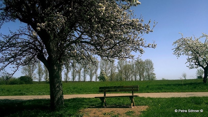 Silence at Springtime -Cherryblossom- by anna-lina ARTline