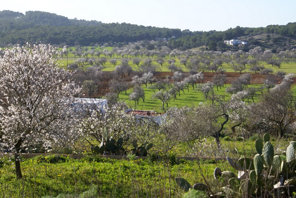 Paisaje de almendros en flor by Aishaka