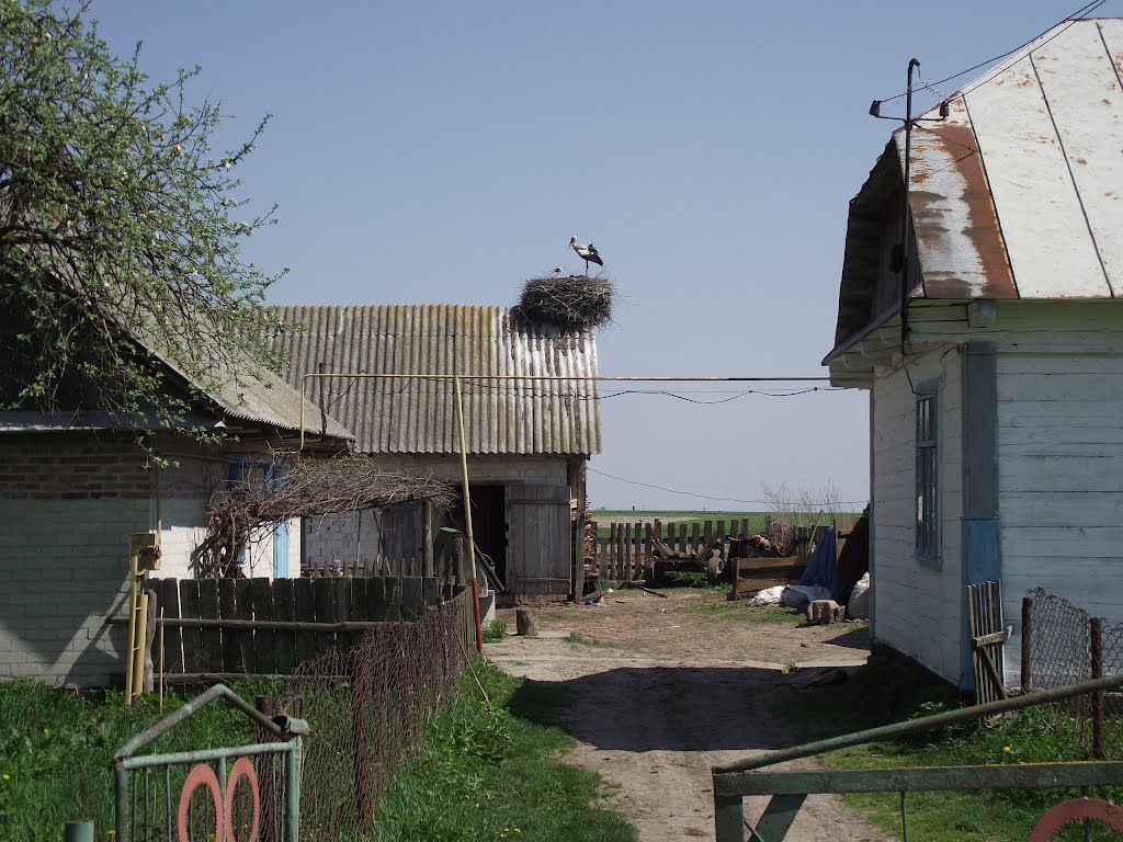 Stork nest at Hannivka by Jerry Frank