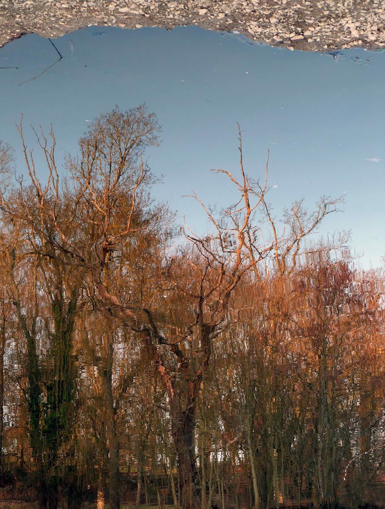 Reflet dans l'eau by Richard-photo