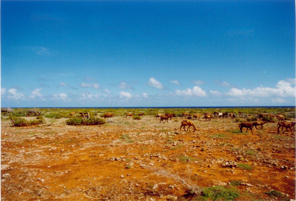 Landschap noordkust by fclock