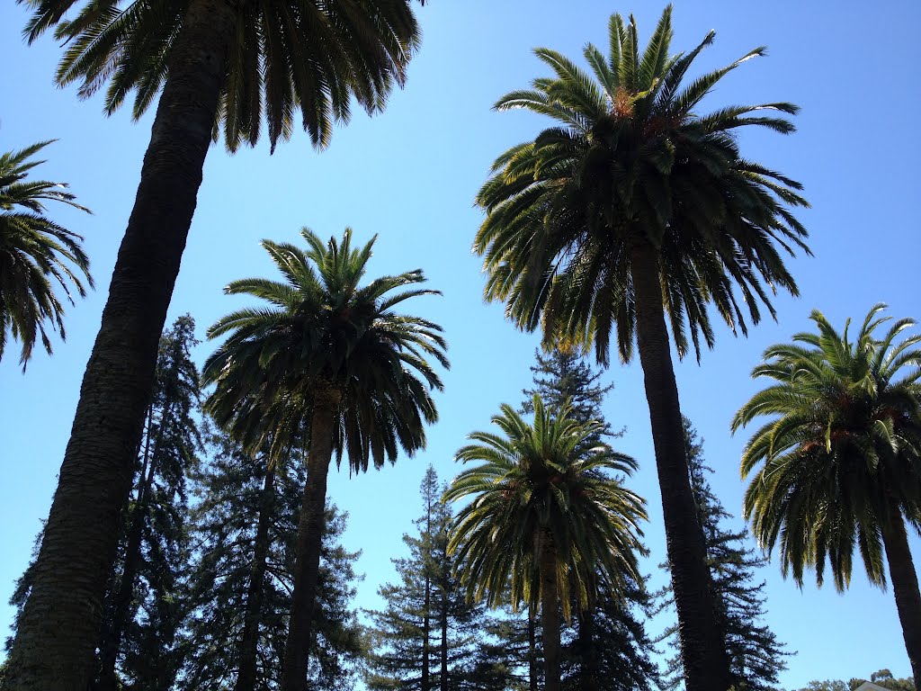 Los Gatos-California Redwoods & Canary Island Palms by AC365