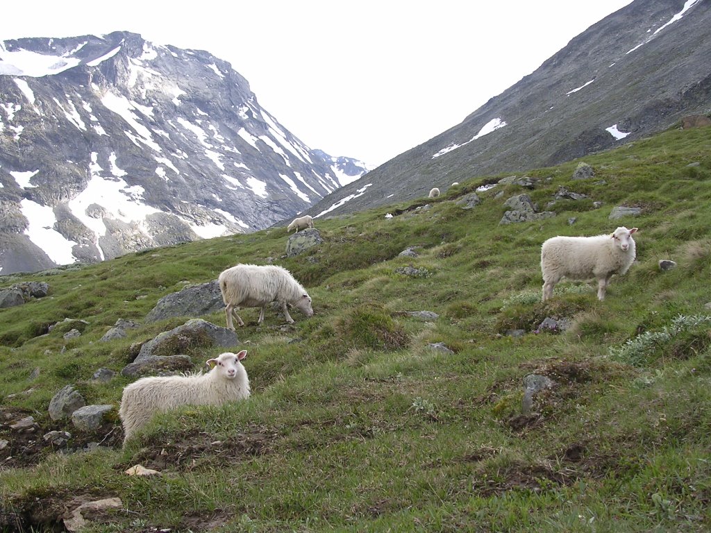 Trip to Mount Galdhopiggen (Norway), summer 2005 by rdaniel