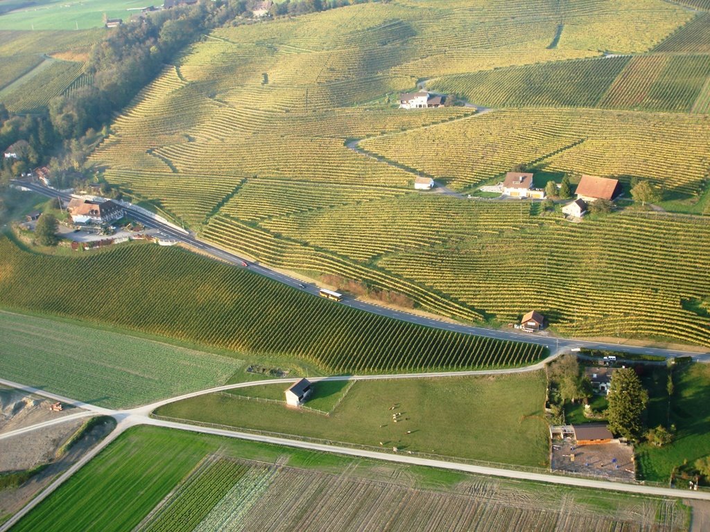 Rebberg bei Uesslingen (Gleitschirmfoto Herbst 2007 by Parafritz