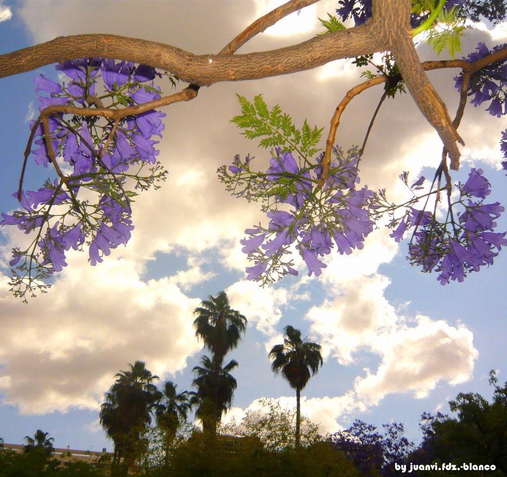 Jardìn del Cielo by juanvi.fdz.-blanco