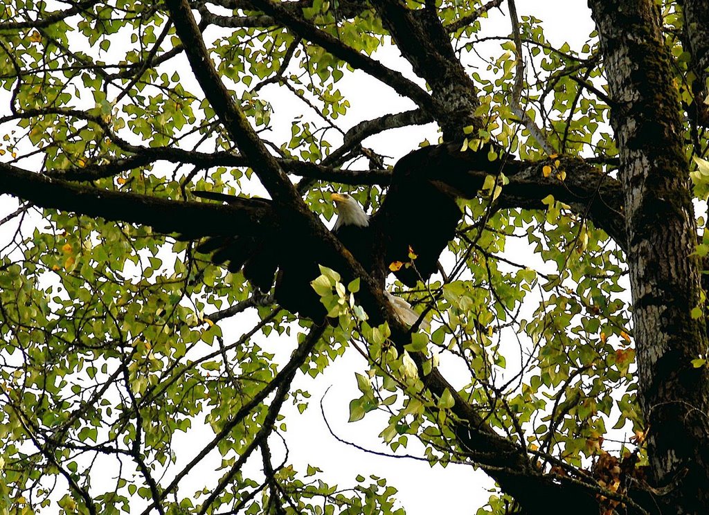 Eagle in tree by sassyav8r