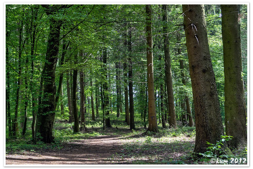 Odenwald - Rund um den Eichelberg by Kay69