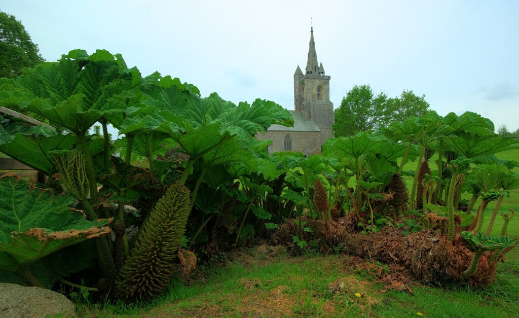 Rhubarbe géante devant la chapelle Notre-Dame-de-l'Isle by flanker1